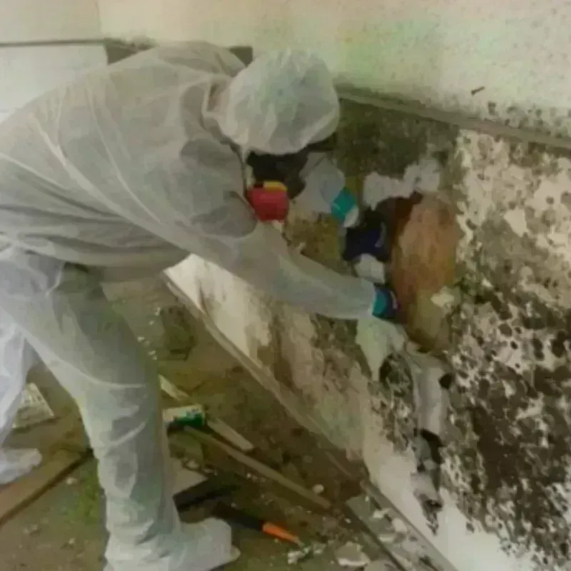 Mold Remediation and Removal in Duvall, WA